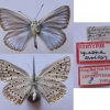 polyommatus eroides type